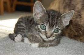 When you are ready, contact the cat breeders, rescues or pet owners of your favorite kittens to. Rose City Veterinary Hospital To Offer Kitten Kindergarten Classes Oregonlive Com
