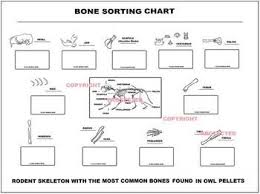 owl pellet bone sorting and identification chart owl