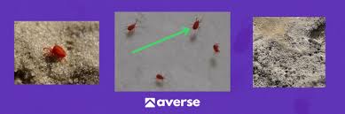 Tiny Bugs Suddenly All Over My Bathroom Window Sill, What Are They? :  R/Pestcontrol