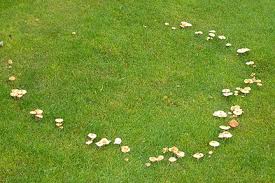 Slime mold thrives in the presence of water, shade and dead, decaying leaves. Slime Moulds On Lawns Rhs Gardening