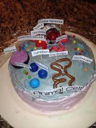 Sandwich animal cell mrcopil.blogspot.com www.ghoststudy.info. 24 Animal Cell Project Ideas Animal Cell Project Cells Project Animal Cell