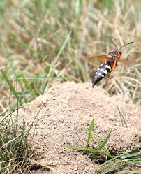 The use of audible sound to deter pests is an old strategy; Cicada Killer Control Cicada Killer Control Cicada Killer Control Cicadda Killer Control Cicadda Killer Control Cicadda Killer Control Cicada Killer Control Cicada Killers Cicada Killers Cicada Killers