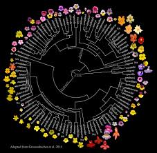 Image result for Phrymaceae