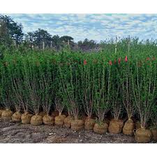 Image result for ligustrum ovalifolium