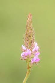 Image result for Uraria