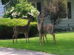 Does your flower resemble this? Which Plants Are The Most Deer Resistant Mike S Backyard Nursery