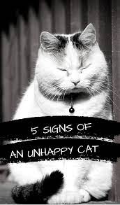 5 Signs Of An Unhappy Cat Behavior Cat Behavior Cats Senior Cat Care