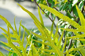 Image result for Microsorum scolopendria