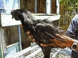 Ayam Cemani Rajeg Wesi Atau Bulu Lidi Ternak Ayam Ayam