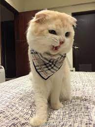 台湾有一只耿直的折耳猫 无论什么情绪都会 来自喵了个咪 微博 pets animals cats