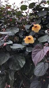 Image result for Hibiscus tiliaceus