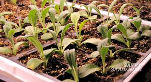 Cut down shopping trip by growing your own indoor veggie garden. Best Way To Start Seeds Grow Lights Or Sunny Windowsills