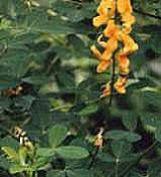 Image result for Crotalaria lachnophora