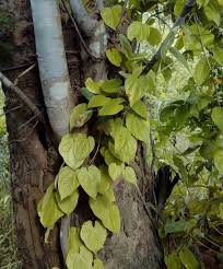 Image result for Dioscorea hirtiflora