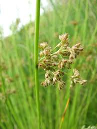 Image result for Juncus