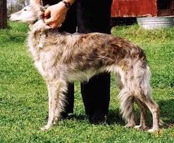 Silken windhounds are affectionate and playful and are good dogs for families with children. Silken Windhound Dog Breed Information And Pictures