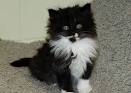 Domestic Longhair Kittens for Sale - Adoptapet