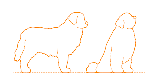Newfoundland Dimensions & Drawings | Dimensions.com