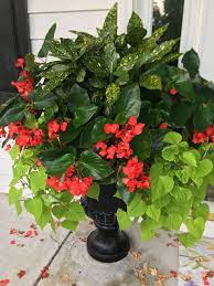 Part Sun Or Shade Planter Red Angel Wing Begonias Sweet Potato Vines And Shade Shrub Container Flowers Shade Shrubs Potato Vines