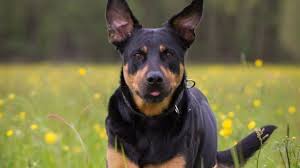 Apart from that, they always looking to spend. Rottweiler Lab Mix The Complete Labrottie Dog Breed Guide All Things Dogs All Things Dogs