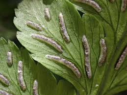 Image result for Diplazium nemorale