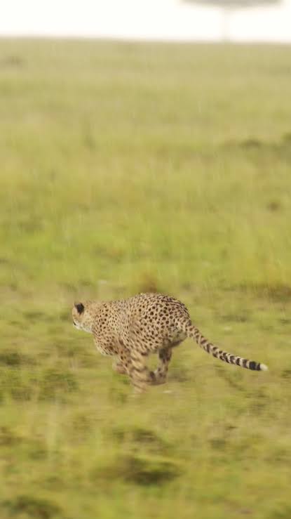 Fastest predator vs elusive prey 🐆🔥” Nature’s most thrilling chase — the cheetah hunts at full speed while the antelope runs for life. Who will win? 🏃‍♂️💨🐆 #WildlifeDrama #CheetahChase #PredatorVsPrey ...
