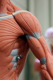 Humans are born with all of the muscle fibers they will ever have. 11 Functions Of The Muscular System Diagrams Facts And Structure