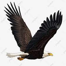 Gambar Gambar Elang Bersayap Elang Gratis Png Bahan Lapisan Transparan Clipart Sayap Gambar Elang Daquan Gambaran Besar Gambar Sayap Elang Mendominasi Png Tr In 2021 Eagle Pictures Eagle Wings Photography Logo Hd