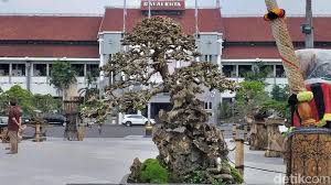 Bonsai Rp 1 Miliar Yang Mendadak Jadi Primadona Di Surabaya