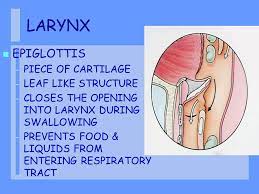 Respiratory System Lungs Air Passages Function N Take In Oxygen Gas Needed By All Body Cells N Removing Carbon Dioxide Gas That Is A Waste Product Ppt Download