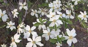 Aug 11, 2021 · blooms on butterfly bushes can be purple, pink, white, or red, and they usually have an orange throat in the center. Evergreen Tree Guide At Portland Nursery And Garden Center