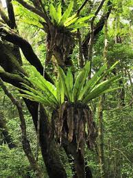Asplenium Nidus Is An Epiphytic Species Of Fern In The Family Aspleniaceae Native To Tropical Southeastern Asia Rainforest Trees Bird Nest Fern Trees To Plant