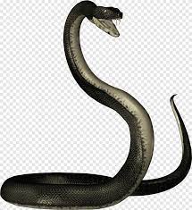 Browse and download hd snake png images with transparent background for free. Black Snakes Black Snake Illustration Png Pngegg