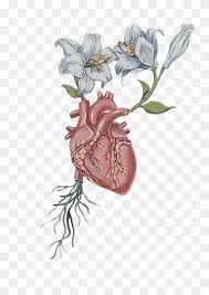 How to heart organ drawings! Heart Drawing Doodle Heart Heart Drawing Doodle Png Pngwing