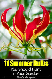Top size we dispatch all our plants on monday to thursday to ensure delivery before weekends in stock order today for fast dispatch. 20 Blooming Summer Bulbs You Should Plant In Your Garden Summer Flowering Bulbs Summer Bulbs Summer Flowers Garden