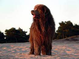 Newfoundland Dog Traits Life Expectancy And Photos Lovetoknow
