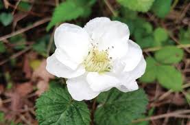 Image result for Rosaceae