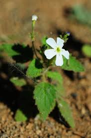 Image result for Eriocephalus luederitzianus