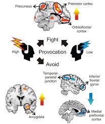 Brain S Fight And Flight Responses To Social Threat Fight Or Flight No Response Brain Based Learning