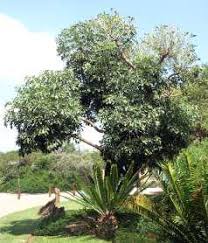 Image result for Cussonia spicata
