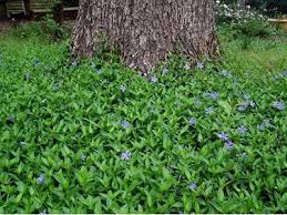 Great savings & free delivery / collection on many items. Invasive Plants In Canada Big Maple Property Maintenance