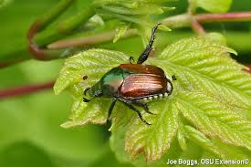 Image result for Buchnera cryptocephala