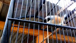 We did not find results for: Burung Cendet Blangkon Anakan By Sasang Priyo Sanyoto