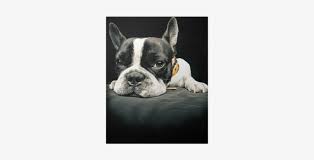 Down Syndrome French Bulldog Transparent Png 400x400 Free Download On Nicepng