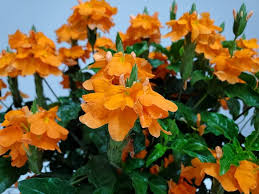 Image result for Crossandra mucronata