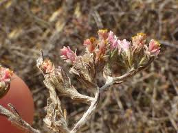 Image result for Helichrysum asperum