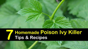 The trick is to get the roots, which means digging down a few inches—at least six—beneath roots and then reaching in to pull them out. Homemade Poison Ivy Killer Recipes 7 Natural Tips For Killing Poison Ivy
