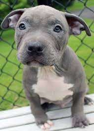 It's also free to list your available puppies and litters on our site. Blue Nose Pitbull Puppies For Sale Blue Nose Pitbull Breeders Baby Pitbulls For Sale
