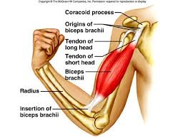 Phed 200 Chapter 08 Outline Bicep Tendonitis Bicep Tendonitis Exercises Biceps Brachii