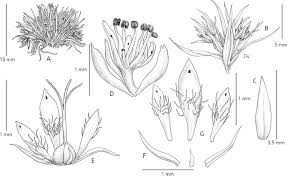 Image result for Scleria melanotricha